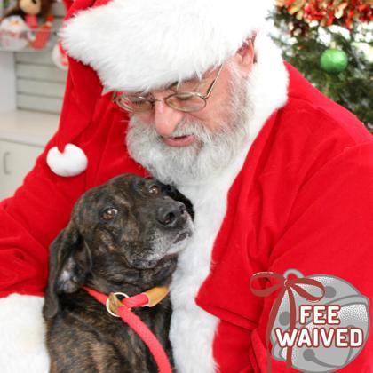 Enlarge Honey Bun, a Adoptable mixed breed in Largo, FL image 2/3