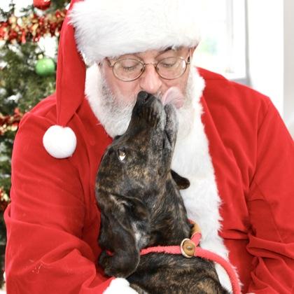 Enlarge Honey Bun, a Adoptable mixed breed in Largo, FL image 3/3