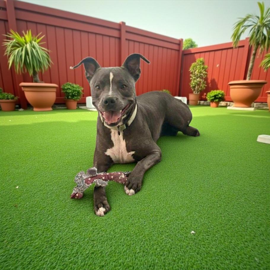 Enlarge Graysen, a Adoptable mixed breed in Lenexa, KS image 1/6