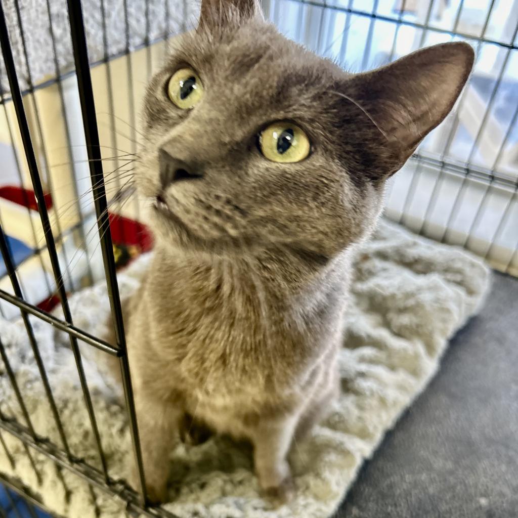 Nerf — thumbnail 2