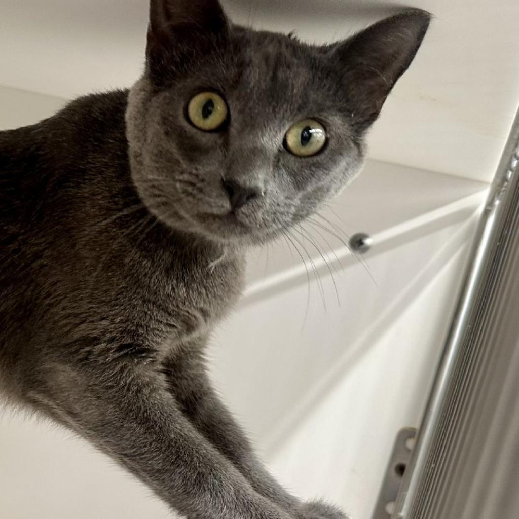 Nerf — thumbnail 3