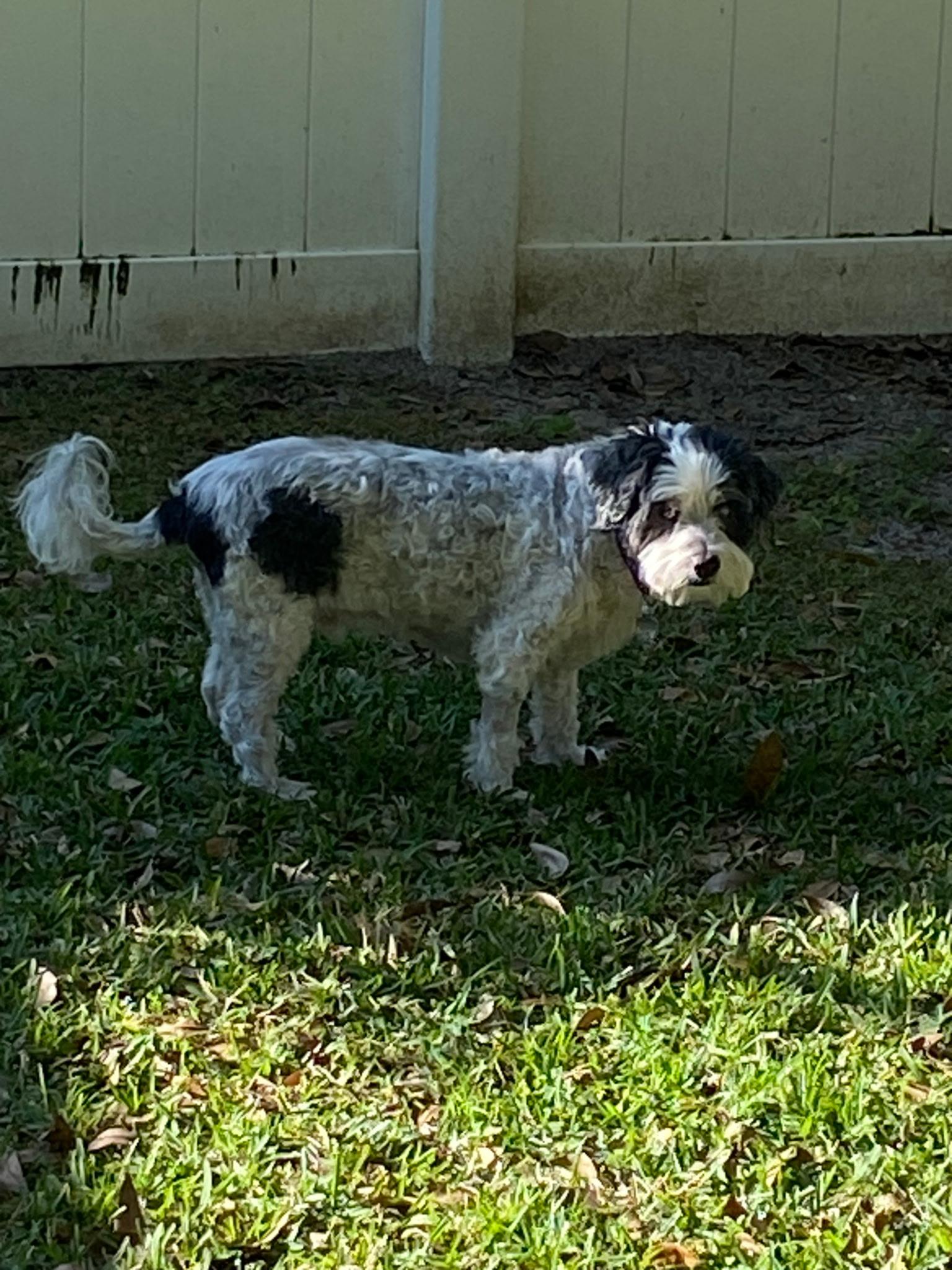 Oreo, adopted, Adult Male Cockapoo.