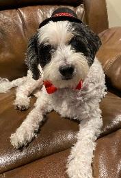 Oreo, an adopted Cockapoo in Melbourne, FL image 2/2