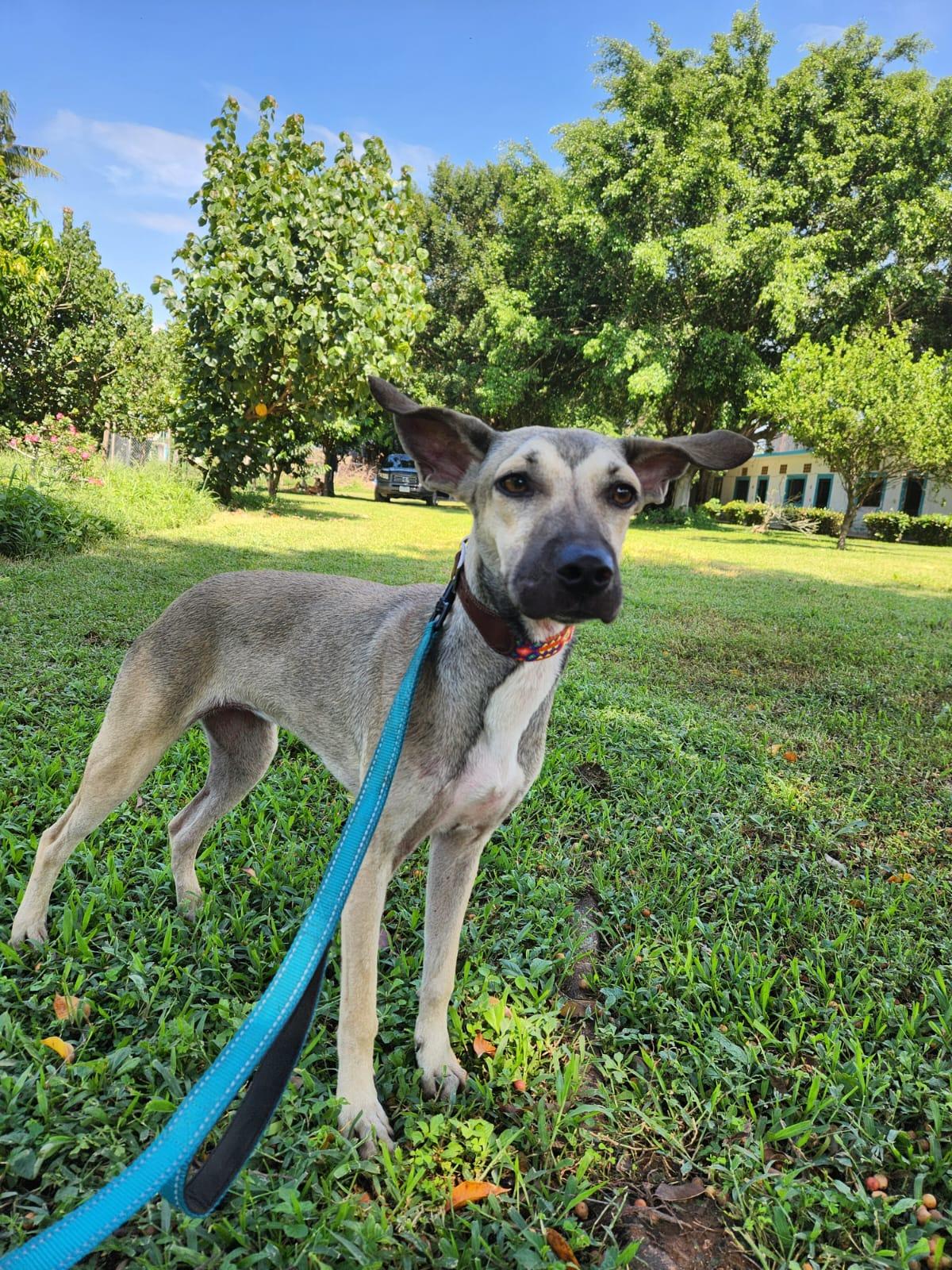 Treasure, an adoptable Mixed Breed in EL COLORADO, JAL, 48265 | Photo Image 1