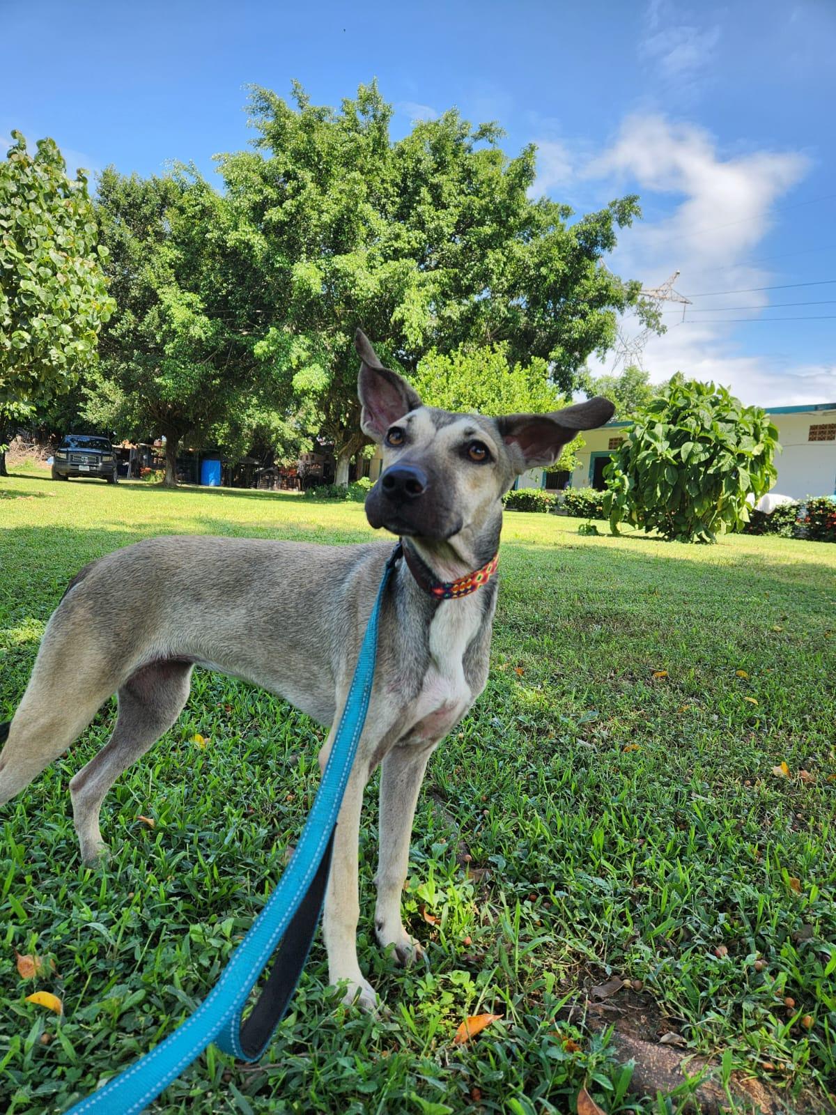 Treasure, an adoptable Mixed Breed in EL COLORADO, JAL, 48265 | Photo Image 4