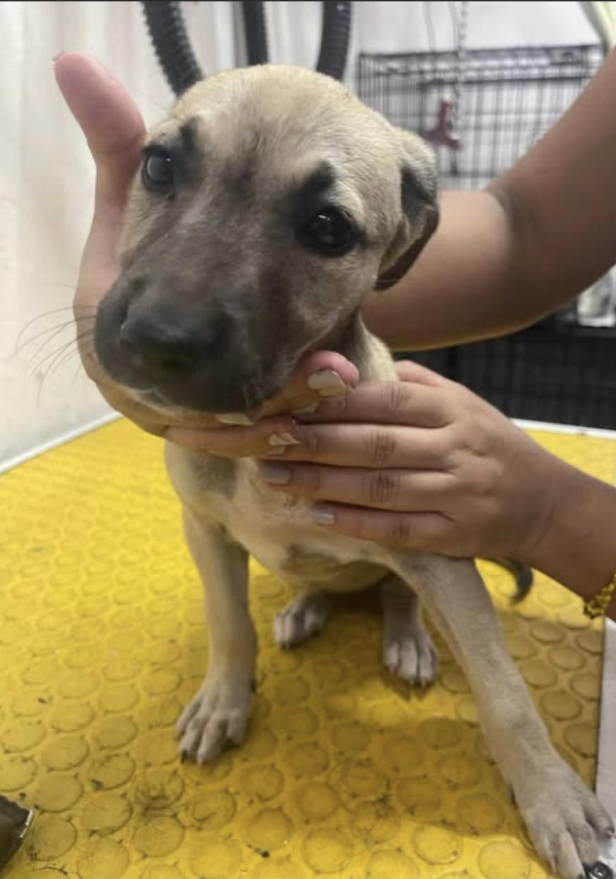 Treasure, an adoptable Mixed Breed in EL COLORADO, JAL, 48265 | Photo Image 4