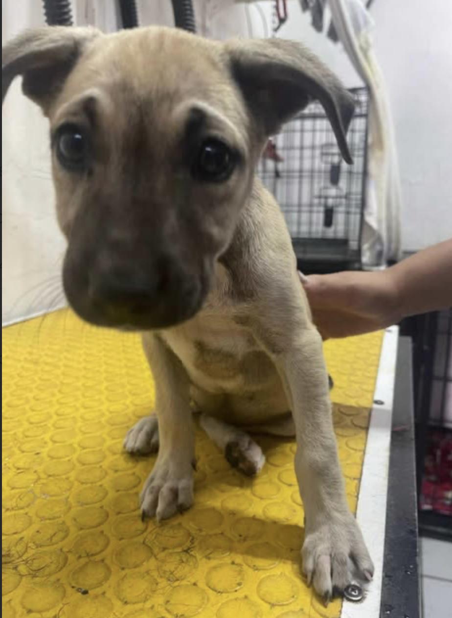 Treasure, an adoptable Mixed Breed in EL COLORADO, JAL, 48265 | Photo Image 3