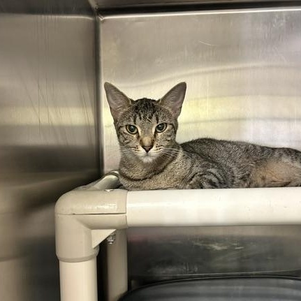 Enlarge Louise, a Adoptable Domestic Short Hair in Triadelphia, WV image 1/1