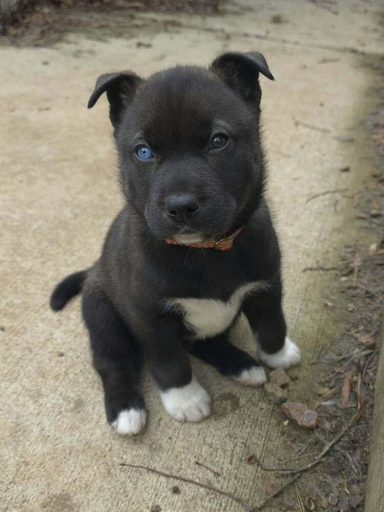 Enlarge Siri, a Adoptable mixed breed in Wake Forest, NC image 1/4