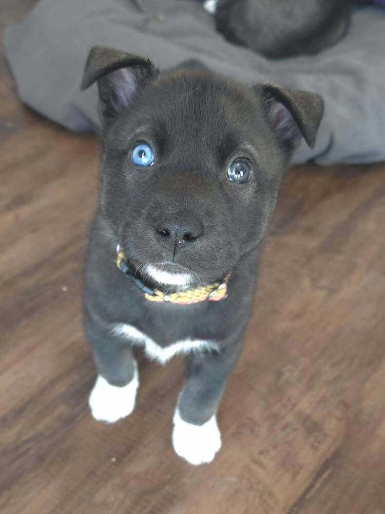 Enlarge Siri, a Adoptable mixed breed in Wake Forest, NC image 2/4