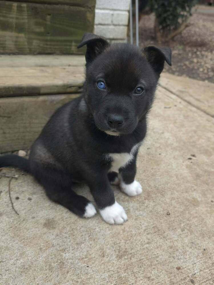 Enlarge Siri, a Adoptable mixed breed in Wake Forest, NC image 3/4