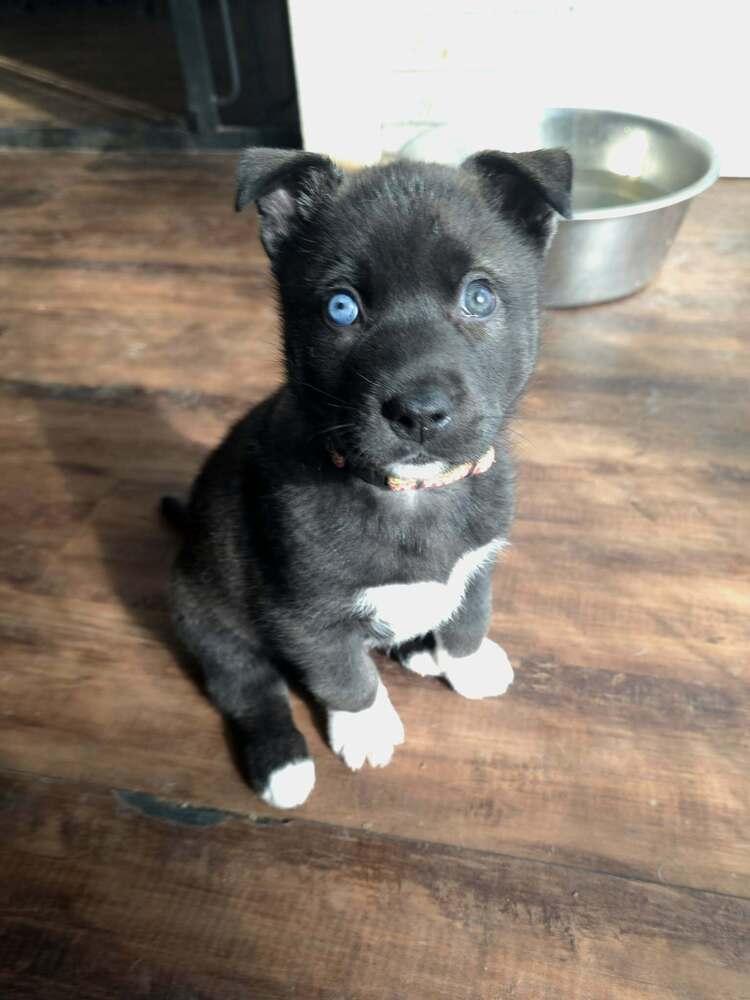 Enlarge Siri, a Adoptable mixed breed in Wake Forest, NC image 4/4