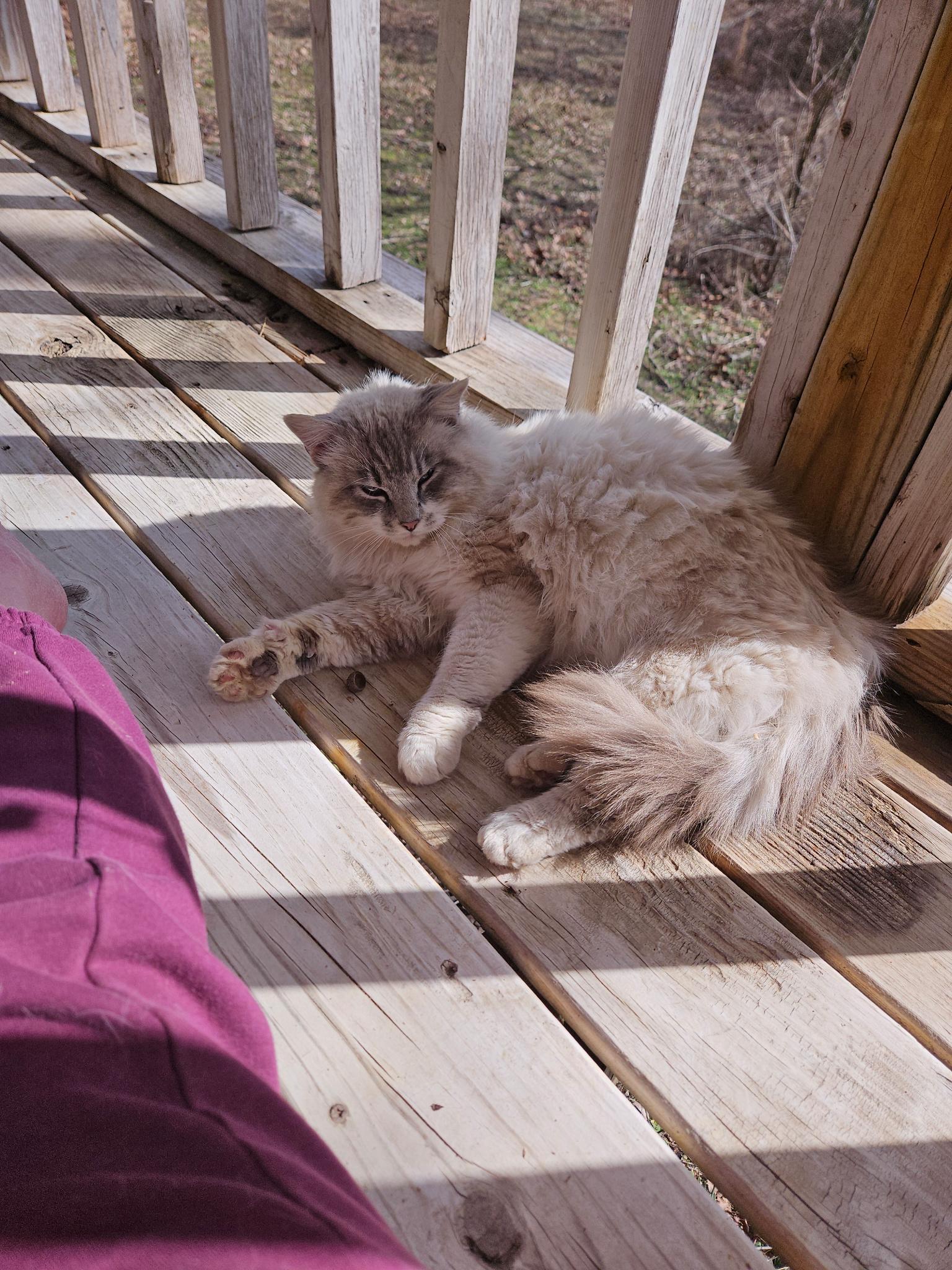 Caspian, an adopted Ragdoll in Porum, OK image 2/5