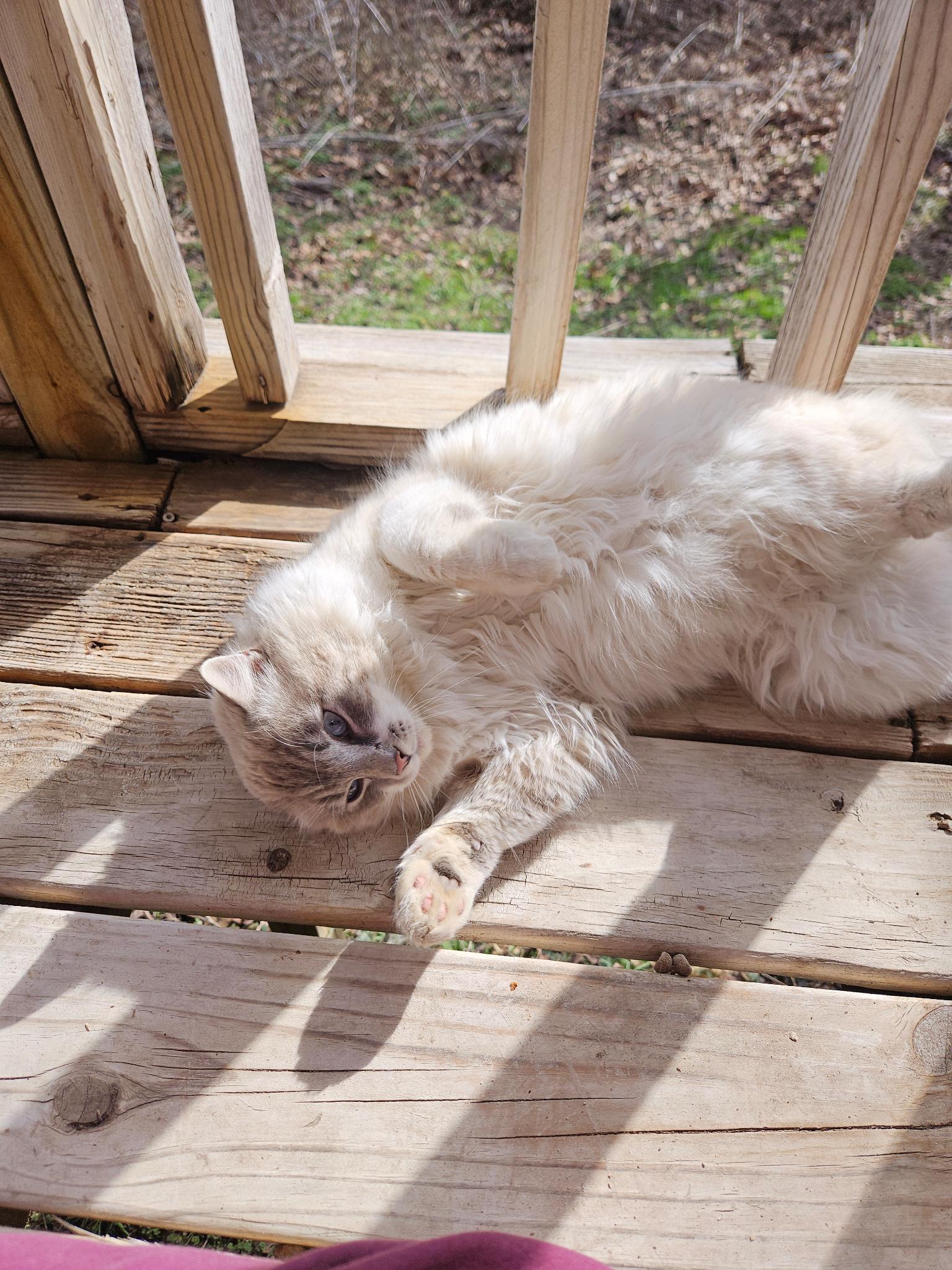 Caspian, an adopted Ragdoll in Porum, OK image 5/5