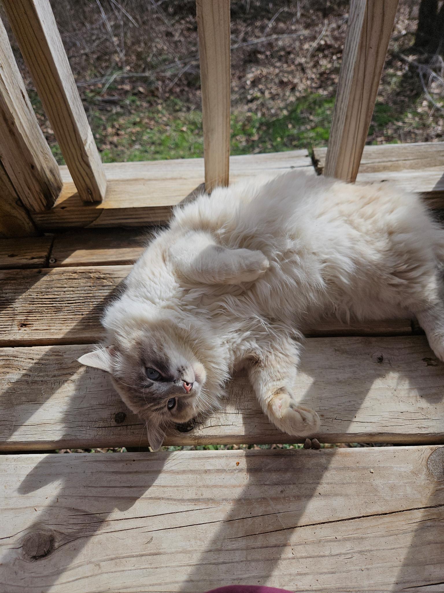 Caspian, an adopted Ragdoll in Porum, OK image 4/5