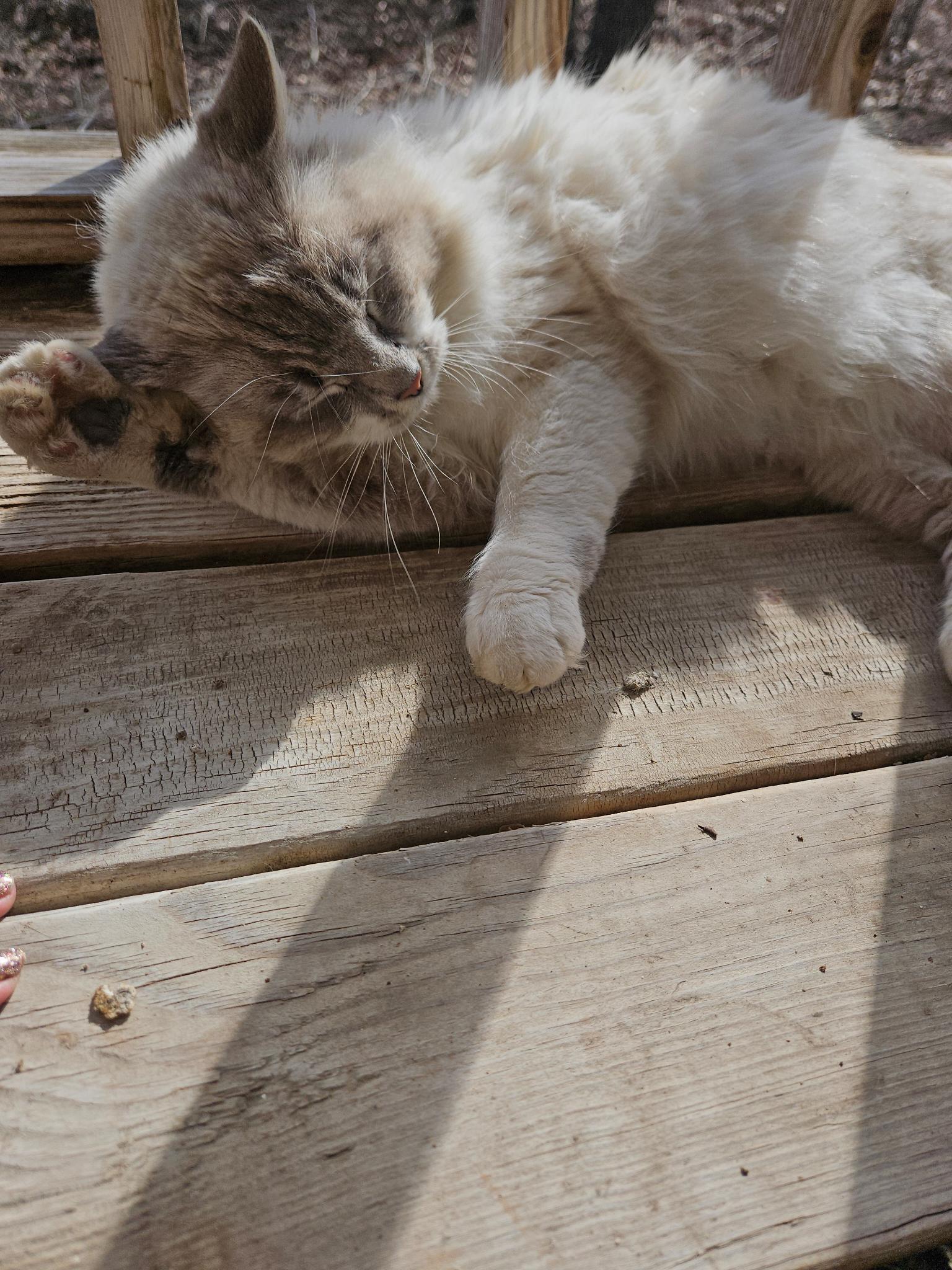 Caspian, an adopted Ragdoll in Porum, OK image 3/5