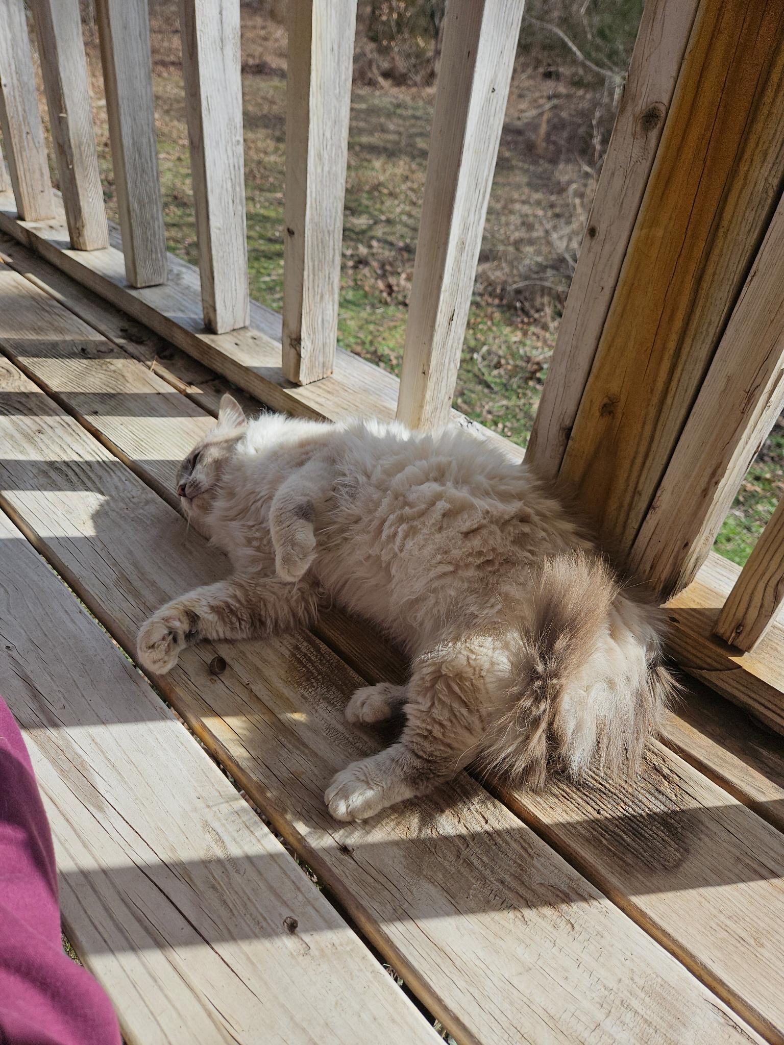 Caspian, adopted, Adult Male Ragdoll.