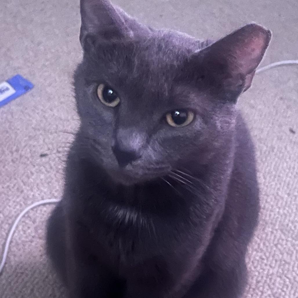 Tanya, Adoptable, Young Female Domestic Short Hair.