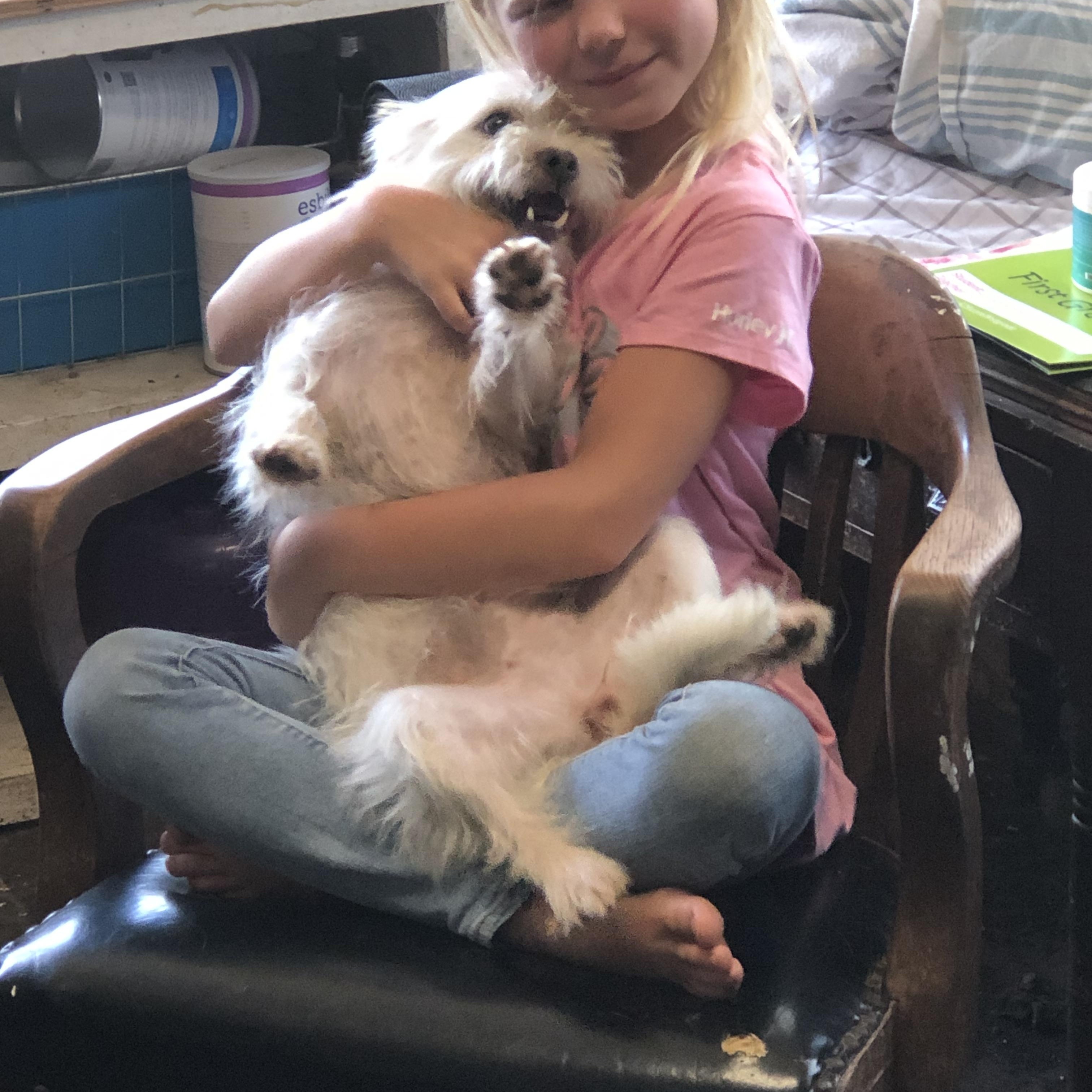 Angel, Adult Female West Highland White Terrier / Westie