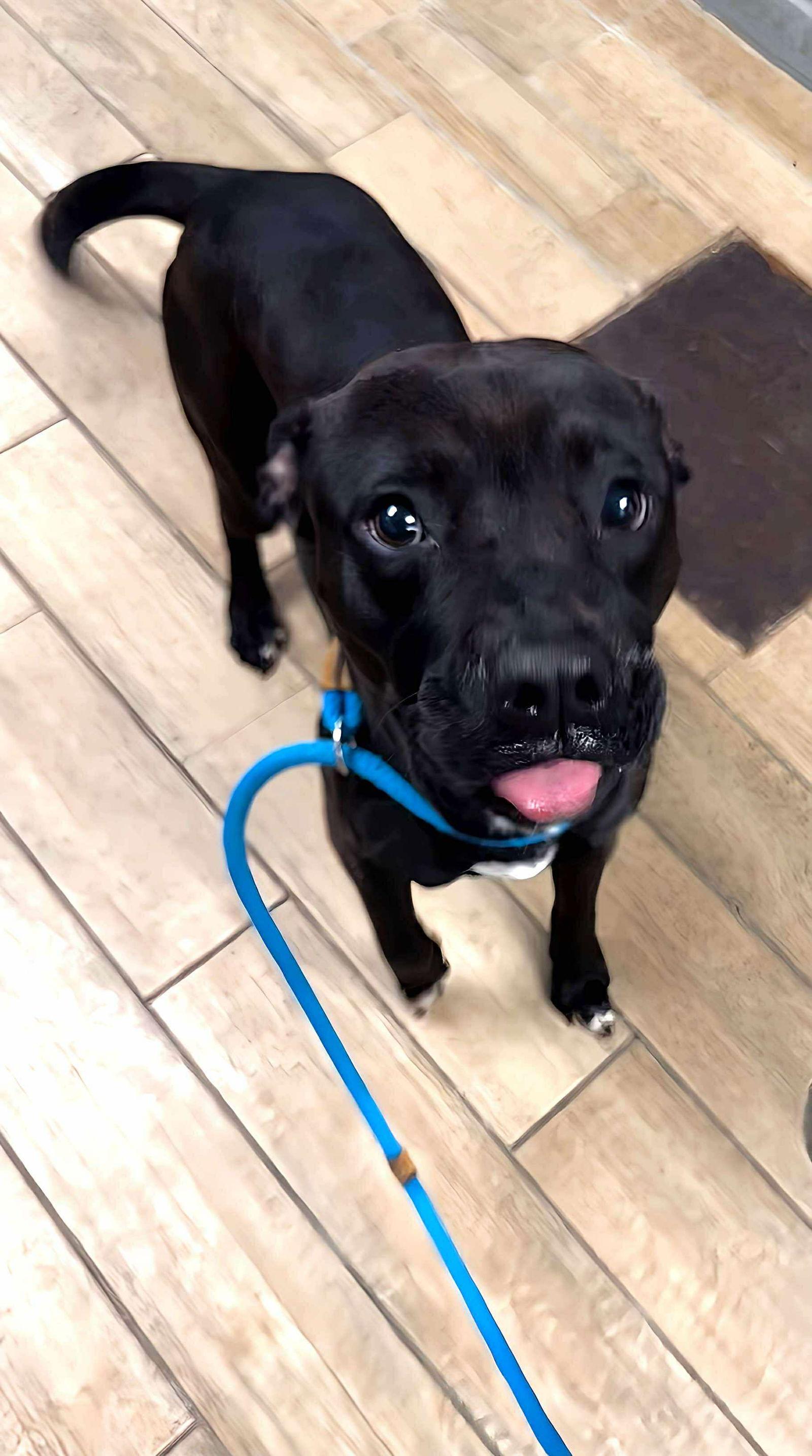 ziggy, a Adopted Labrador Retriever in Rowlett, TX image 1/3