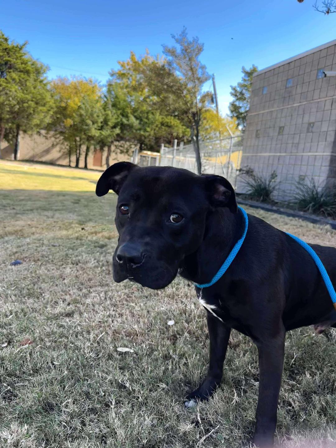 ziggy, a Adopted Labrador Retriever in Rowlett, TX image 2/3