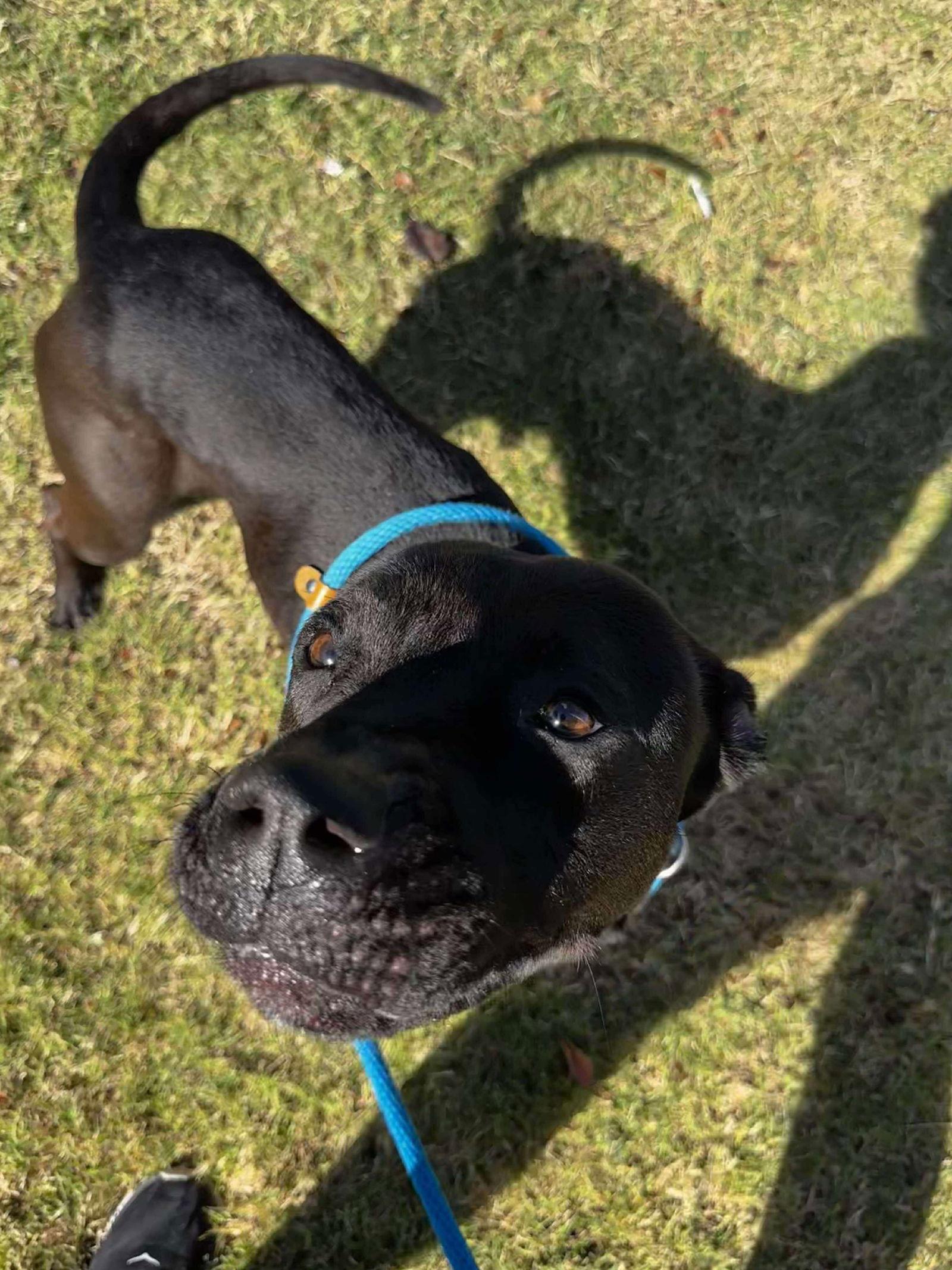 ziggy, a Adopted Labrador Retriever in Rowlett, TX image 3/3