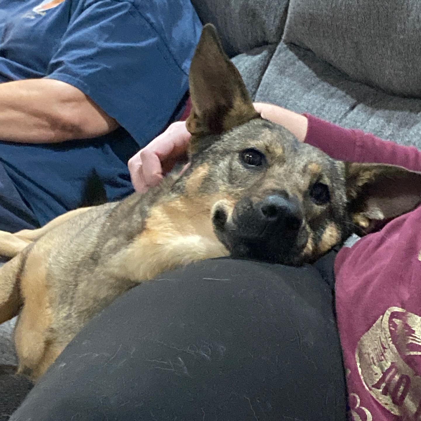 Jodie - (Courtesy Post), a Adoptable mixed breed in Tucson, AZ image 1/3