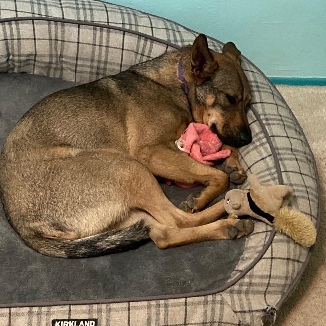 Jodie - (Courtesy Post), a Adoptable mixed breed in Tucson, AZ image 2/3