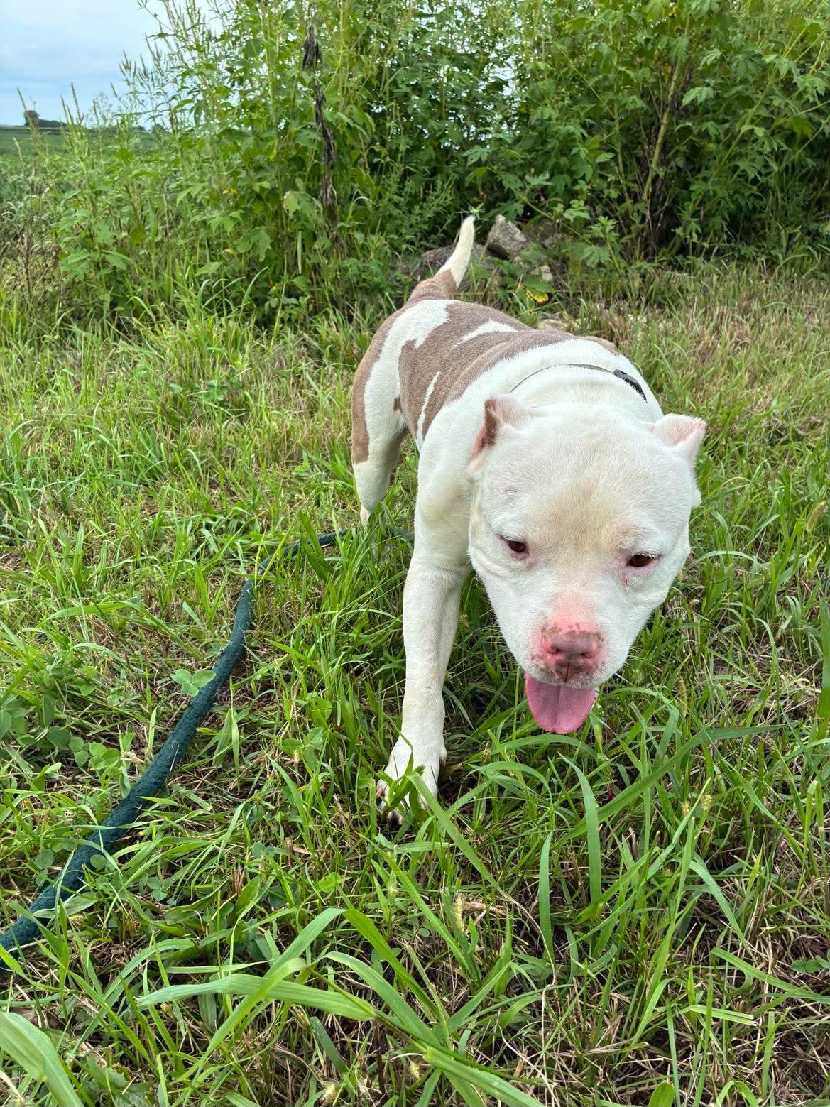 Lightning, ADOPTABLE, Adult Male Pit Bull Terrier.