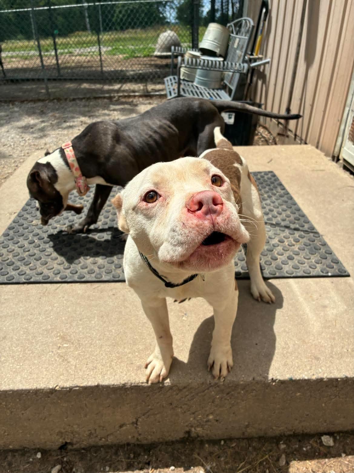 Lightning, a ADOPTABLE Pit Bull Terrier in Mason City, IL image 4/5