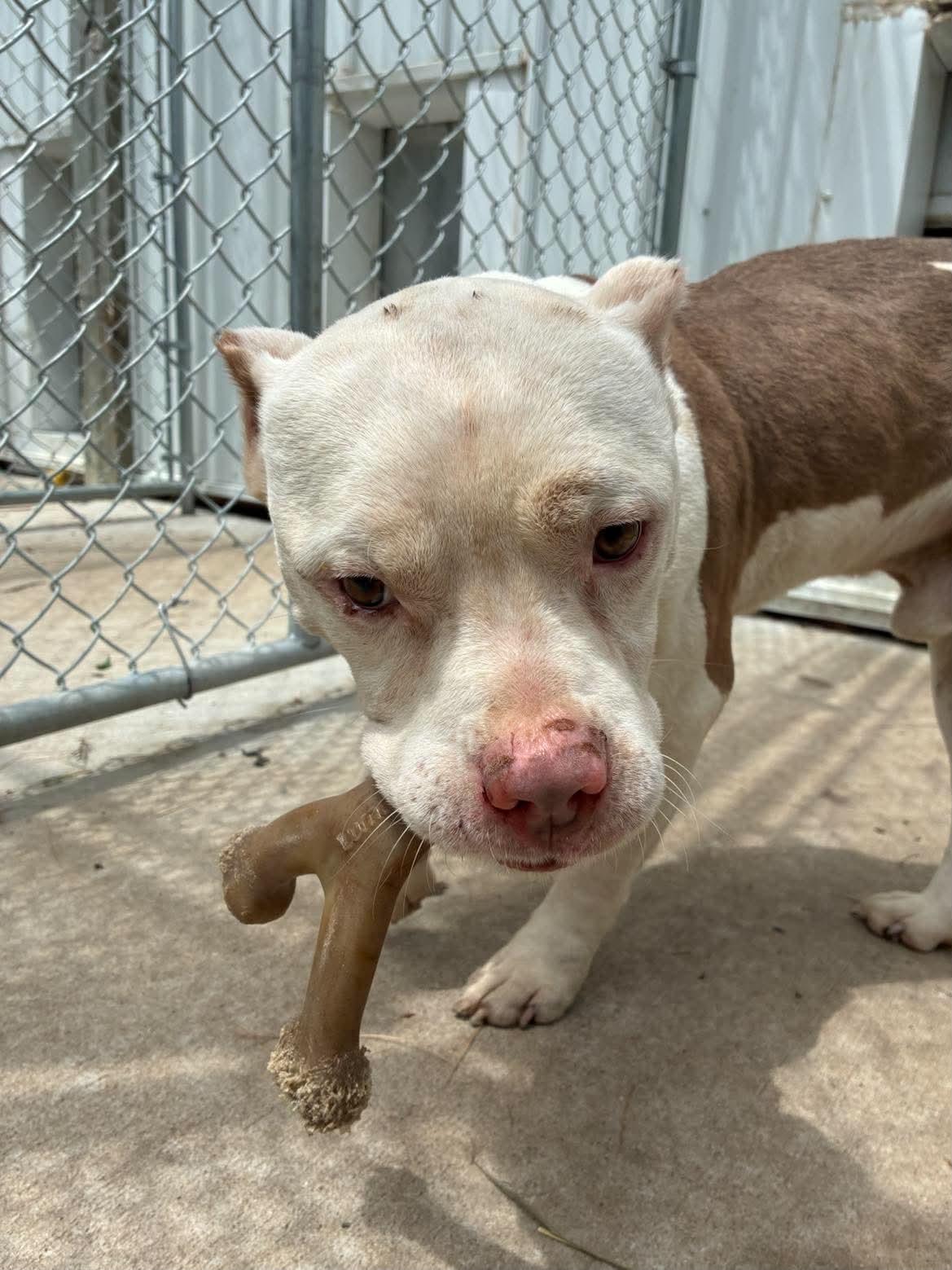 Lightning, a ADOPTABLE Pit Bull Terrier in Mason City, IL image 5/5