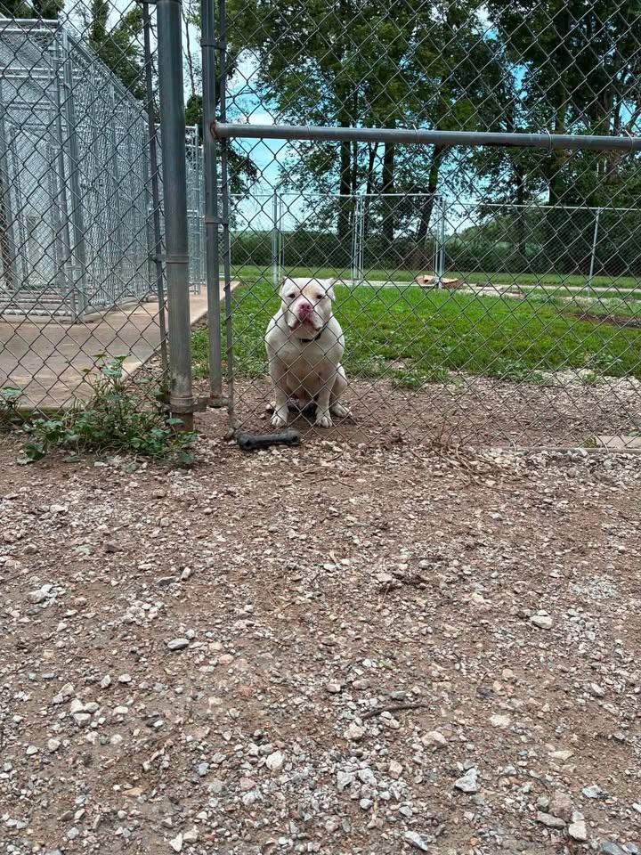 Lightning, a ADOPTABLE Pit Bull Terrier in Mason City, IL image 2/5