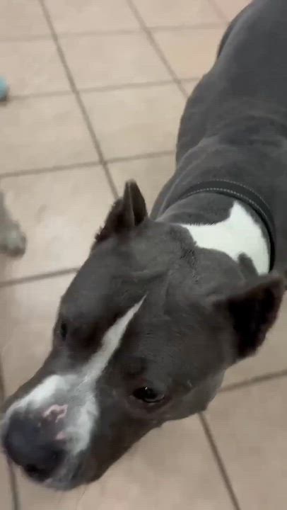 Enlarge Lightning, a ADOPTABLE Pit Bull Terrier in Mason City, IL video 3/5