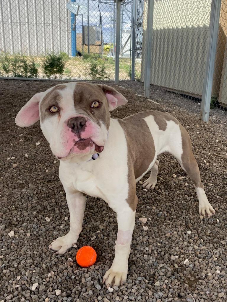 Drax, Adoptable, Young Male English Bulldog & Mixed Breed.
