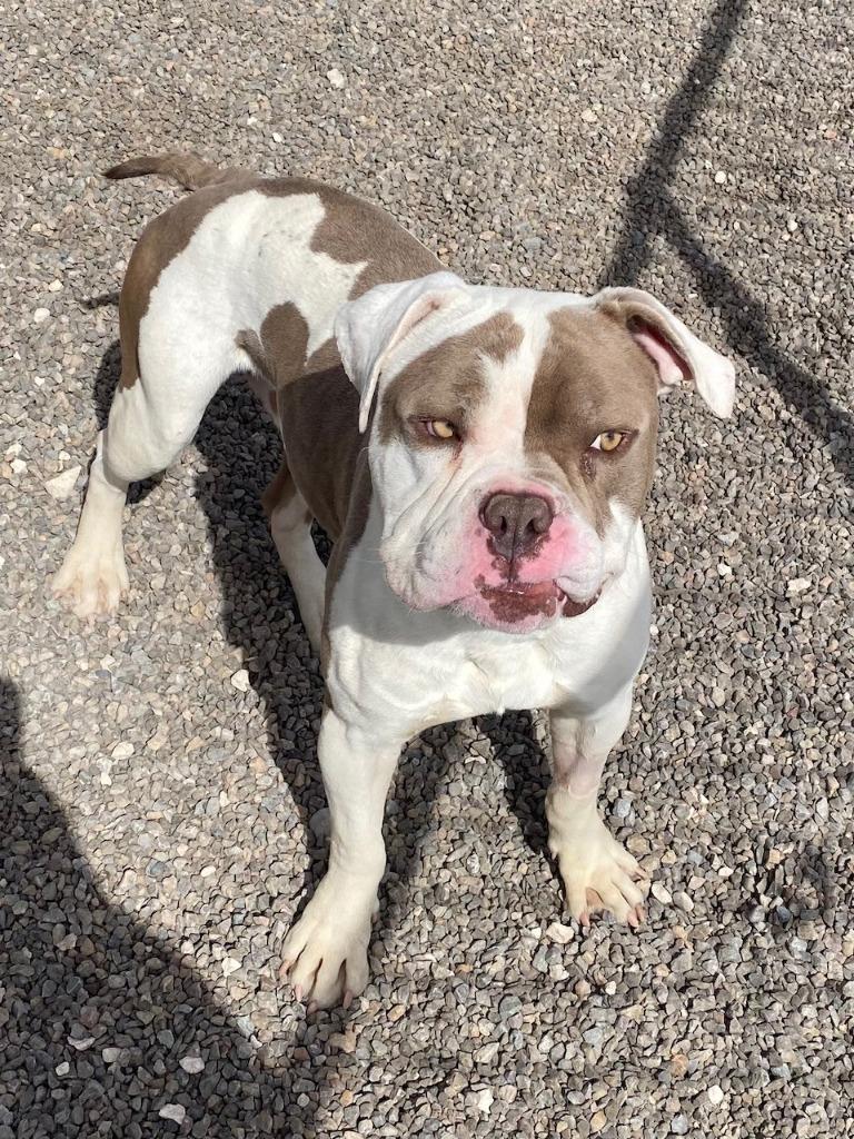 Enlarge Drax, a Adoptable mixed breed in Moriarty, NM image 2/5