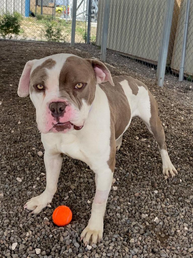 Enlarge Drax, a Adoptable mixed breed in Moriarty, NM image 3/5