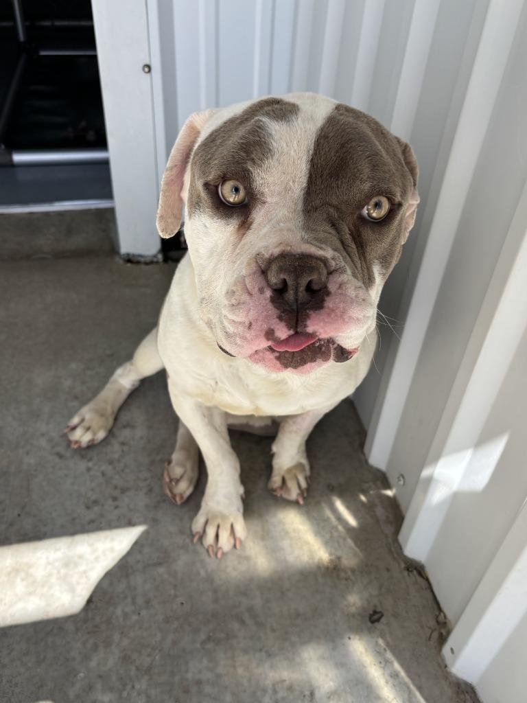 Enlarge Drax, a Adoptable mixed breed in Moriarty, NM image 4/5