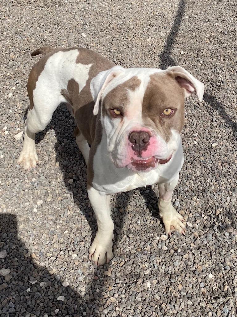 Enlarge Drax, a Adoptable mixed breed in Moriarty, NM image 5/5