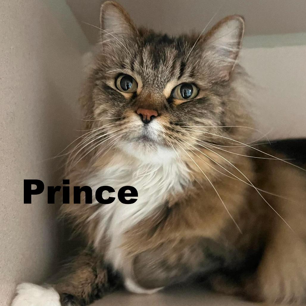 Enlarge Prince 260449, a Adoptable Domestic Long Hair in Escanaba, MI image 1/1
