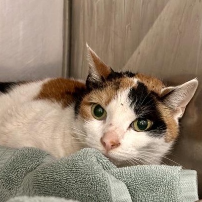 Patches, a ADOPTABLE Domestic Short Hair in Athens, GA image 5/6