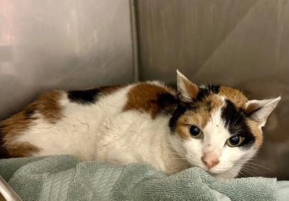 Patches, a ADOPTABLE Domestic Short Hair in Athens, GA image 6/6