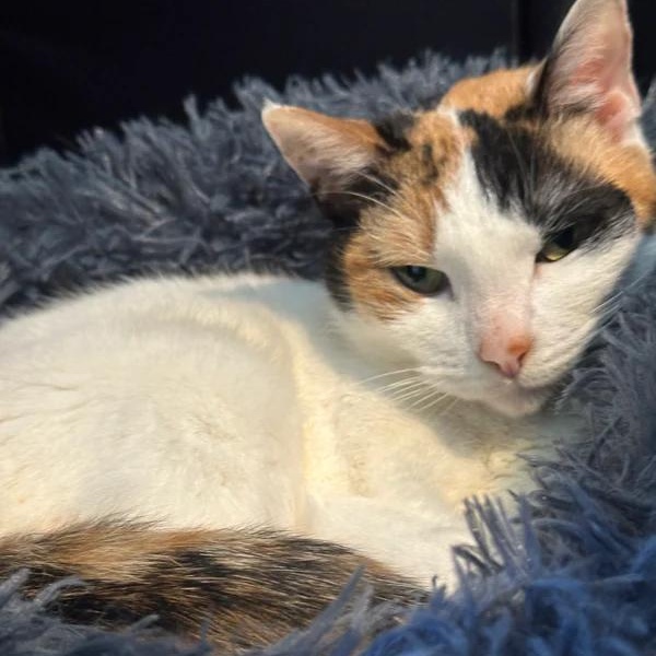 Patches, a ADOPTABLE Domestic Short Hair in Athens, GA image 2/6