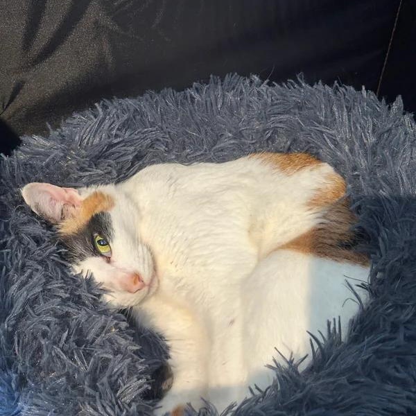Patches, a ADOPTABLE Domestic Short Hair in Athens, GA image 4/6