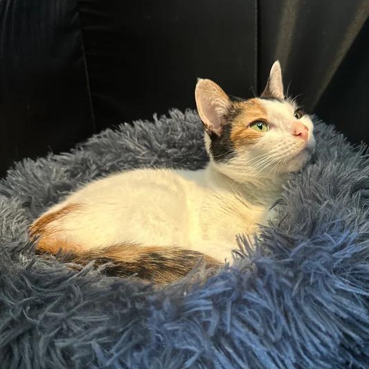 Patches, ADOPTABLE, Senior Female Domestic Short Hair.