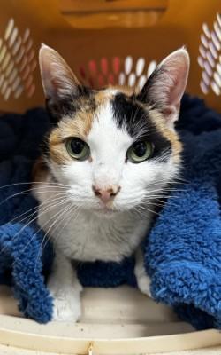 Patches, a ADOPTABLE Domestic Short Hair in Athens, GA image 3/6