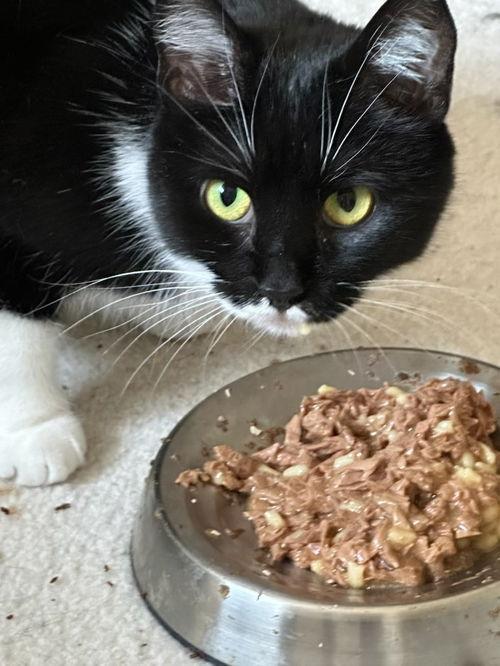 Lola, Adoptable, Young Female Domestic Short Hair.