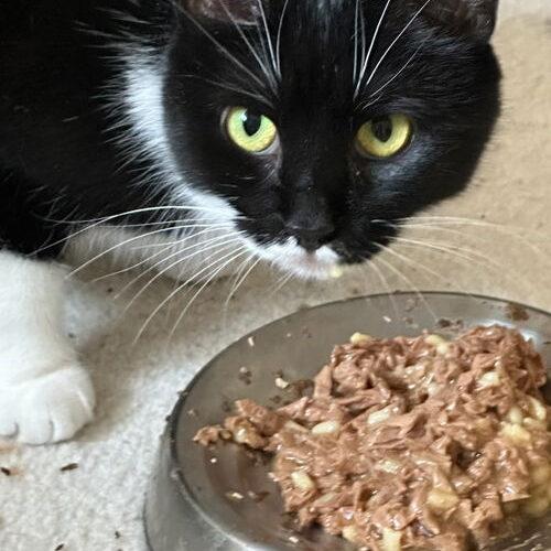 Lola, Adoptable, Young Female Domestic Short Hair.
