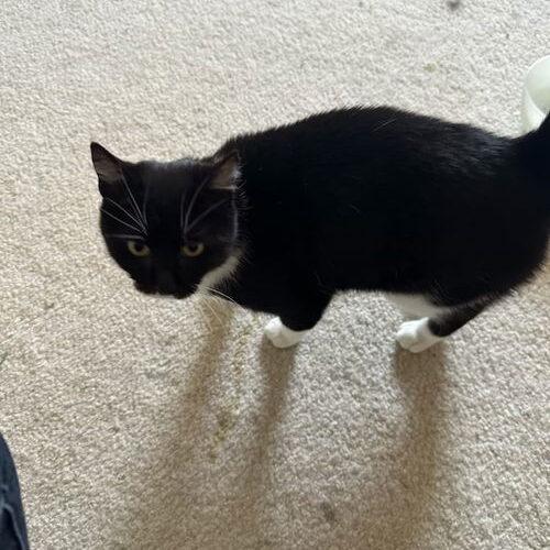 Lola, a Adoptable Domestic Short Hair in Canal Winchester, OH image 1/2
