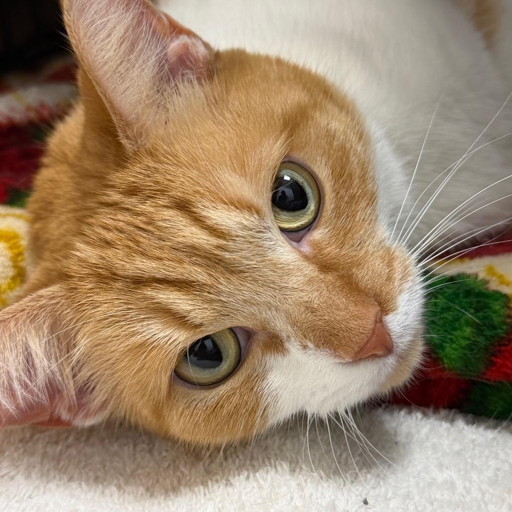 Ziggy, Adoptable, Adult Female Domestic Short Hair.