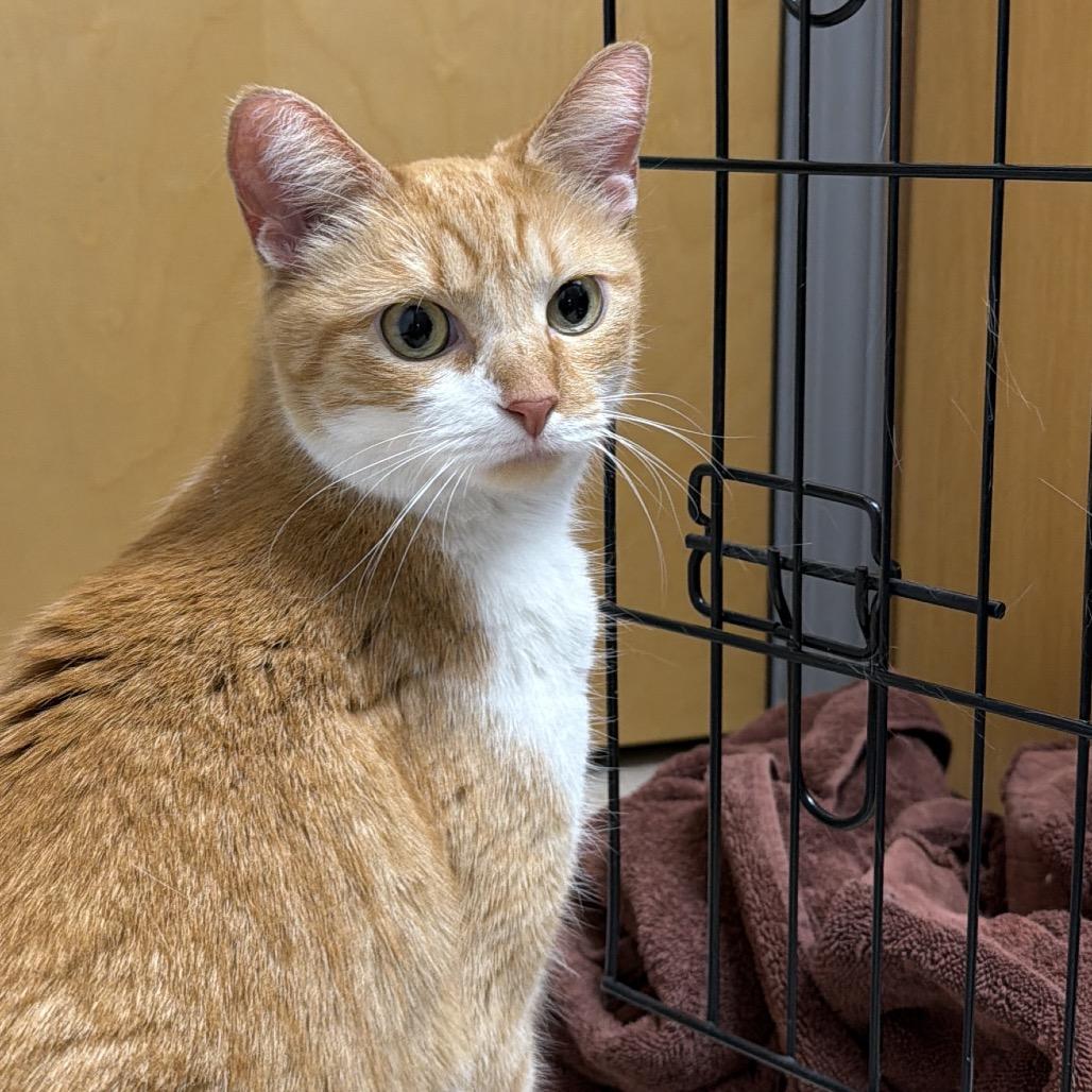 Ziggy, a Adoptable Domestic Short Hair in Evansville, IN image 2/3